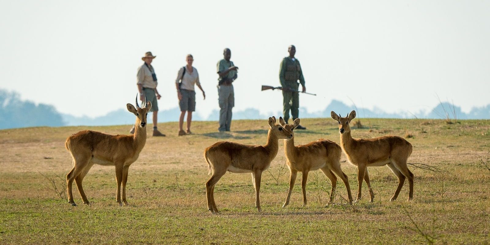 TP7UEd35 | Gamewatchers Safaris Puku