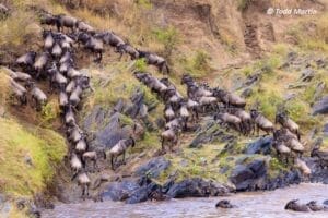 Wildebeest crossing river credit Todd Martin