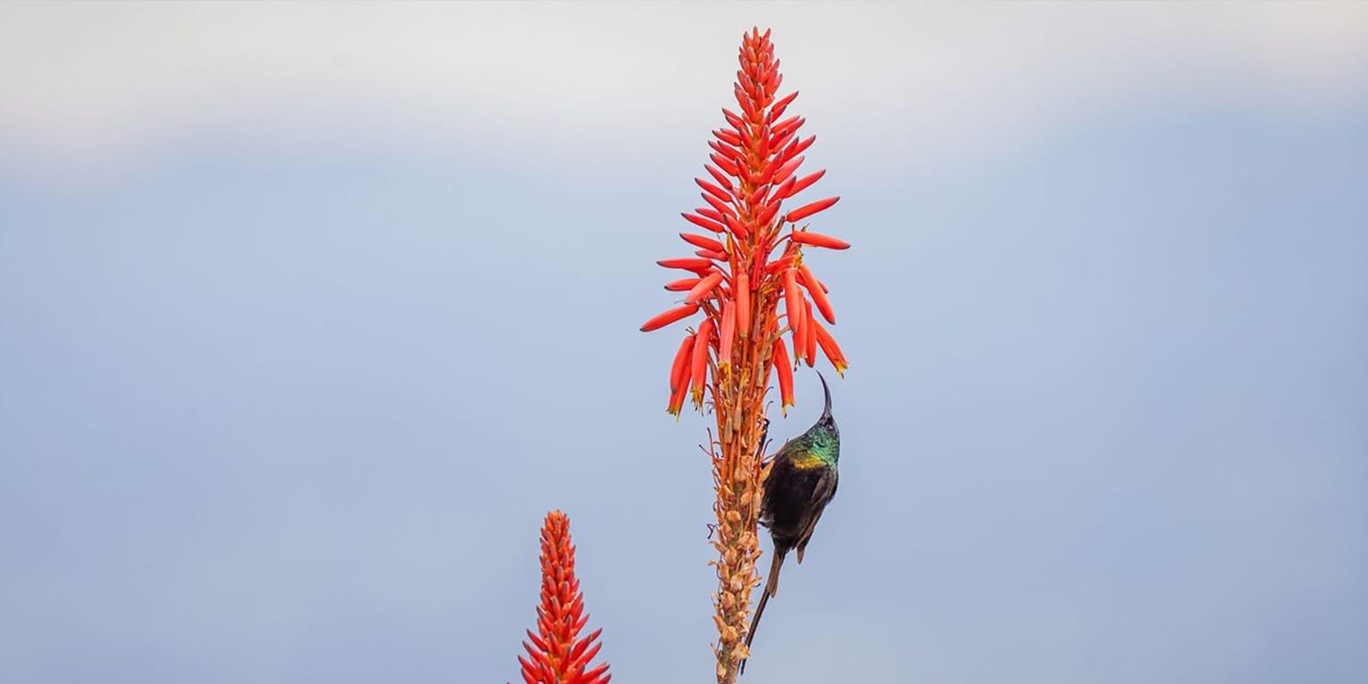 Bronzy Sunbird