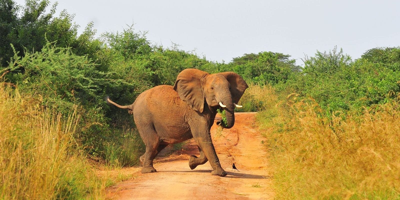 African Bush Elephant