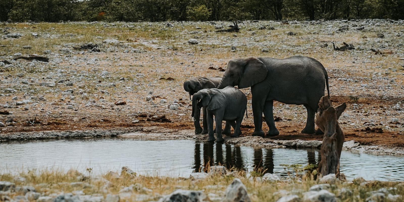 African Bush Elephants