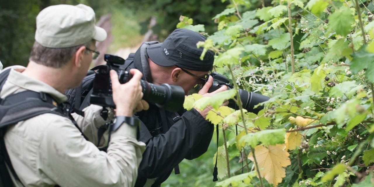 WXFnmoQx | Gamewatchers Safaris Photographers