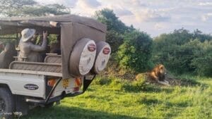 Lion being watched by Safari group