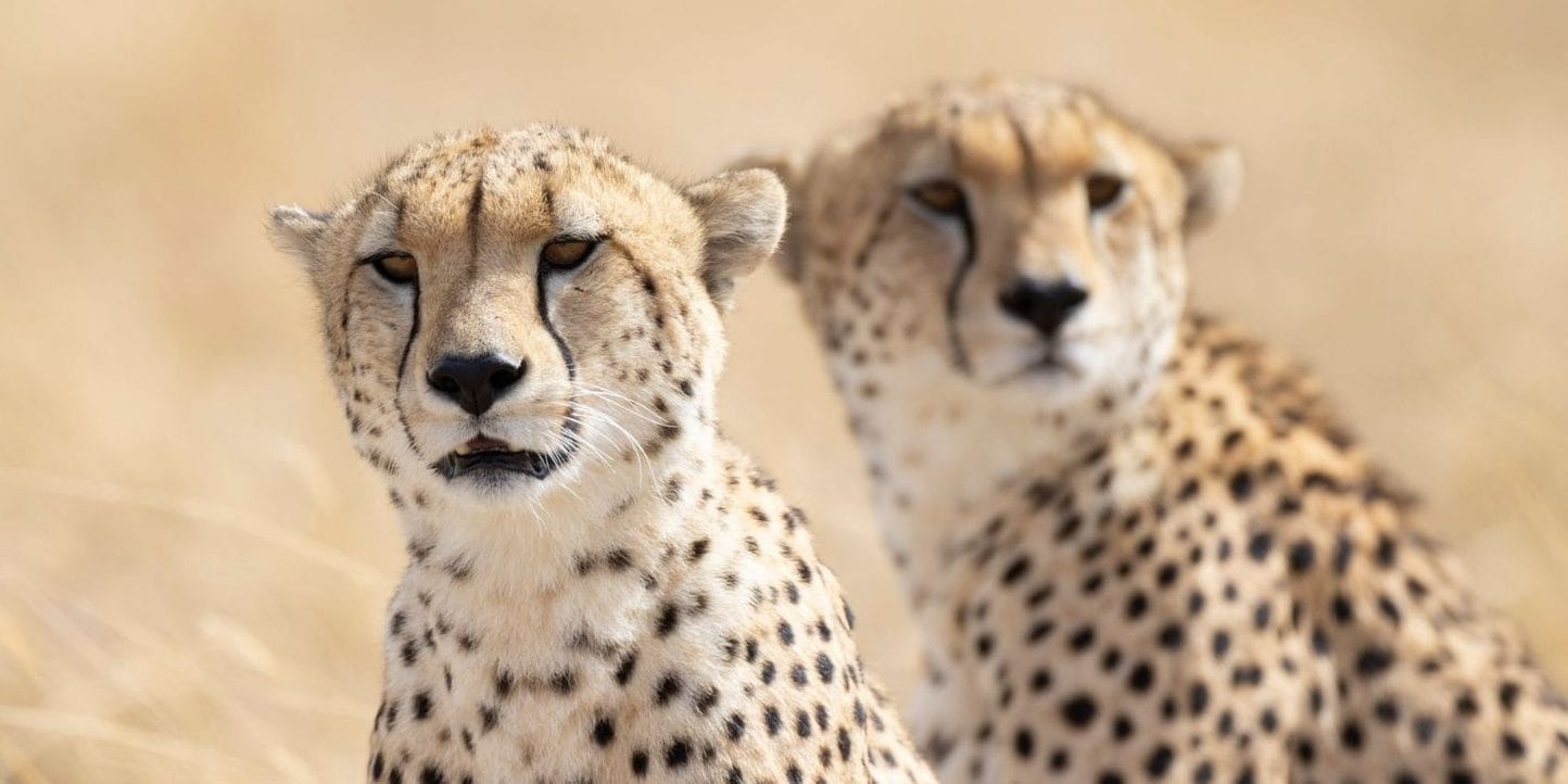 X8e-s5eB | Gamewatchers Safaris Cheetah