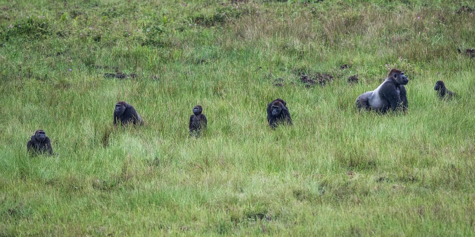 Troop of Gorillas