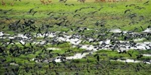 Flock Of Birds