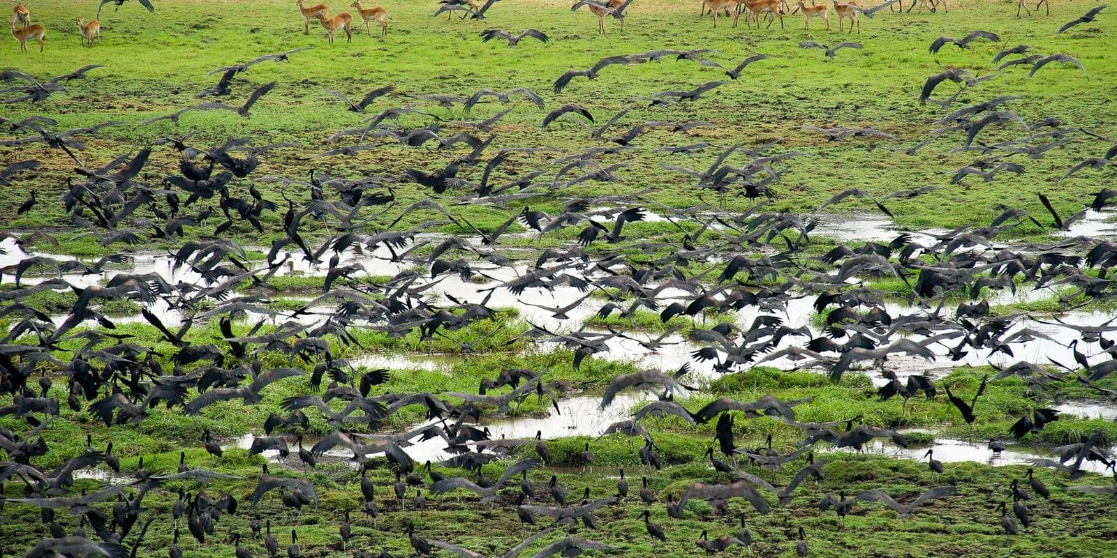 YEVS725D | Gamewatchers Safaris Flock Of Birds