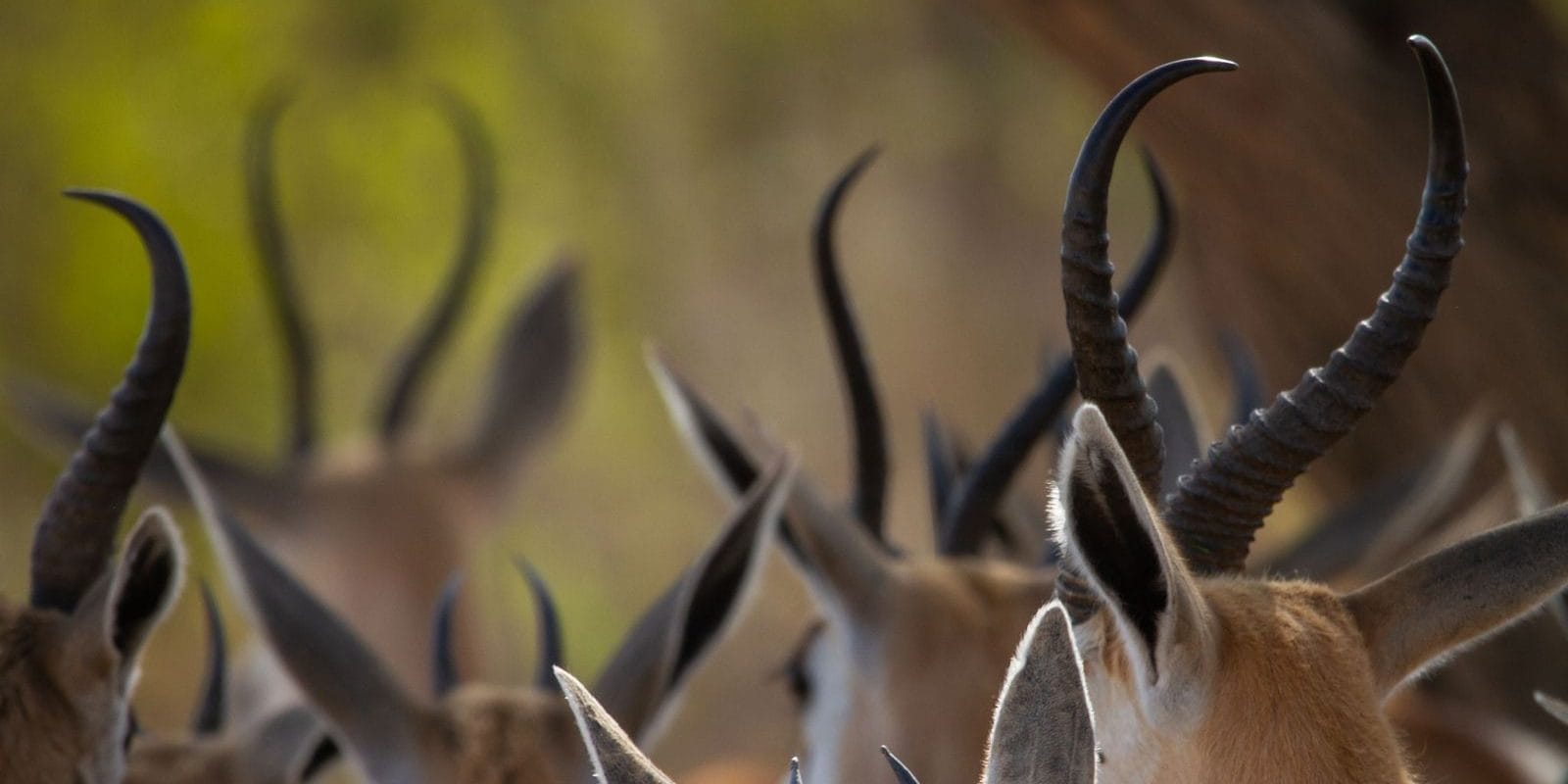 Y_weRXdh | Gamewatchers Safaris Springbok