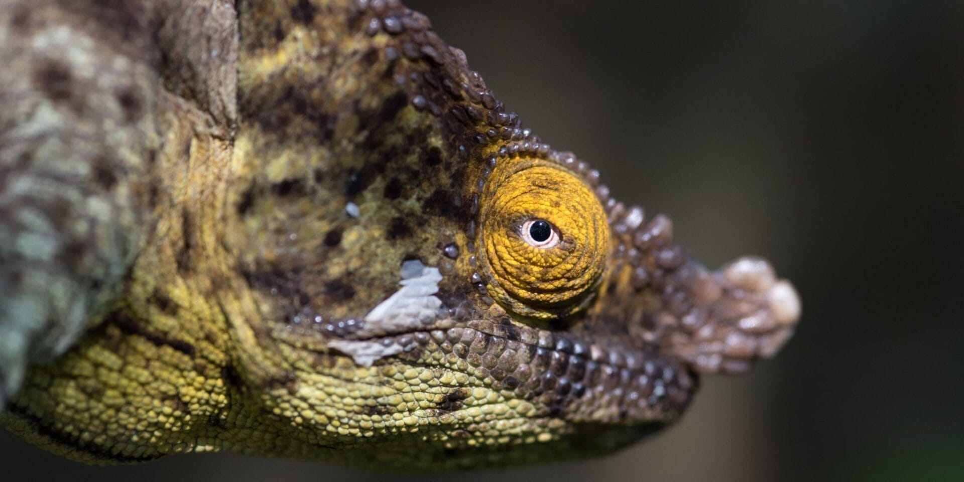 Ylz0Su78 | Gamewatchers Safaris Short horned chameleon