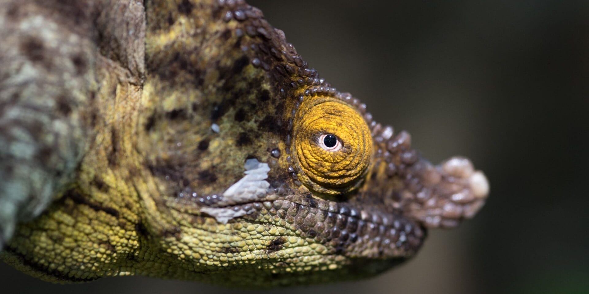 Short horned chameleon