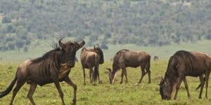 Blue wildebeest