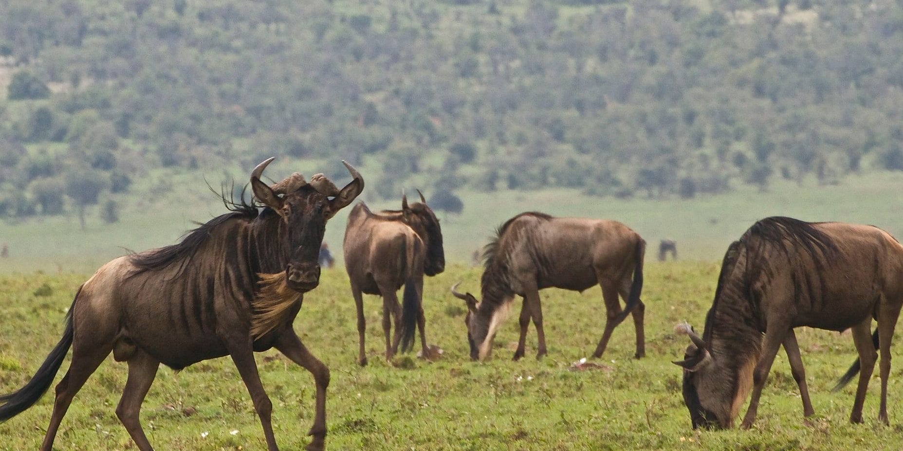 Ypslrg_a | Gamewatchers Safaris Blue wildebeest