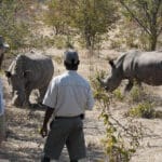 Zambia Rhino | Gamewatchers Safaris Rhino