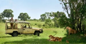 Lion