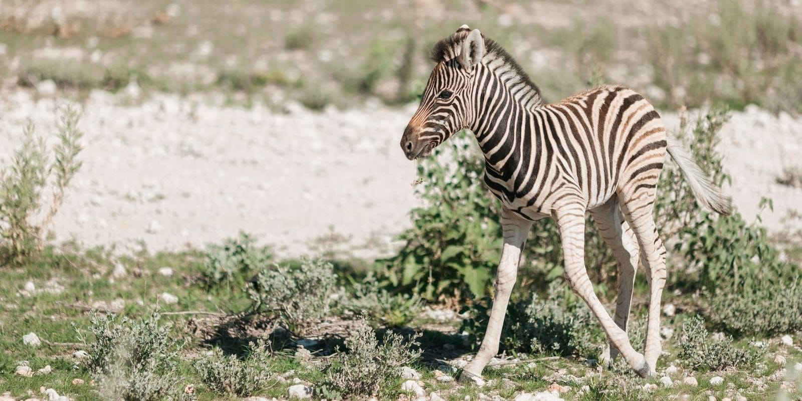 Zebra Foal