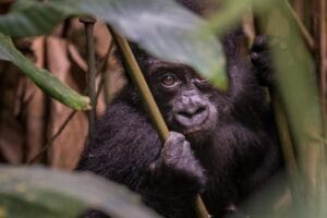 Baby Gorilla on Safari