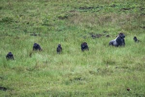 Gorillas in grassy field