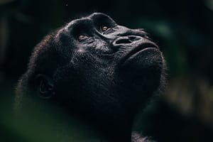 closeup of gorilla looking into the sky