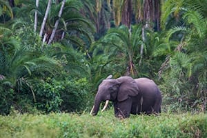 Distant shot of elephant