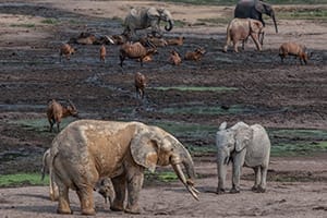 distant shot of elephants