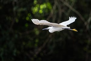 bird in flight