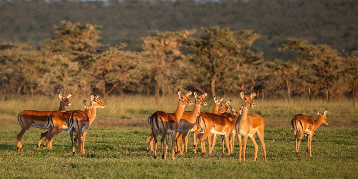 Impala