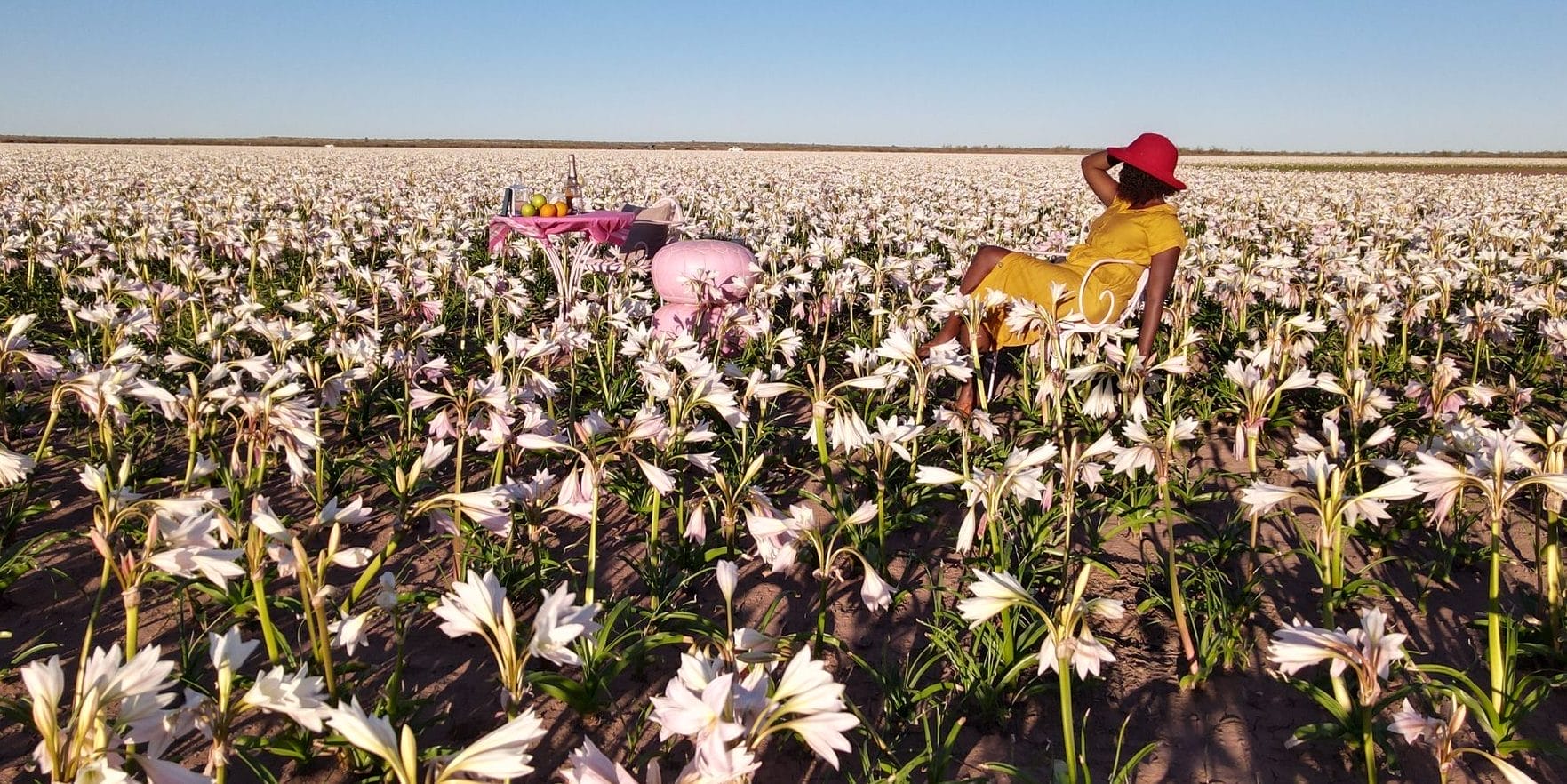 Blooming Sandhof Lillies, Namibia