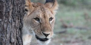 Lion