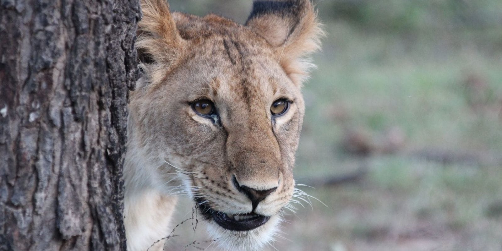 Lion