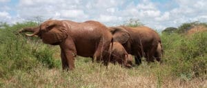 Elephants