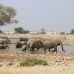 elephants in pool of water