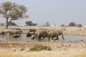 elephants in pool of water