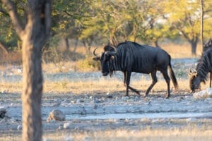 wildebeast