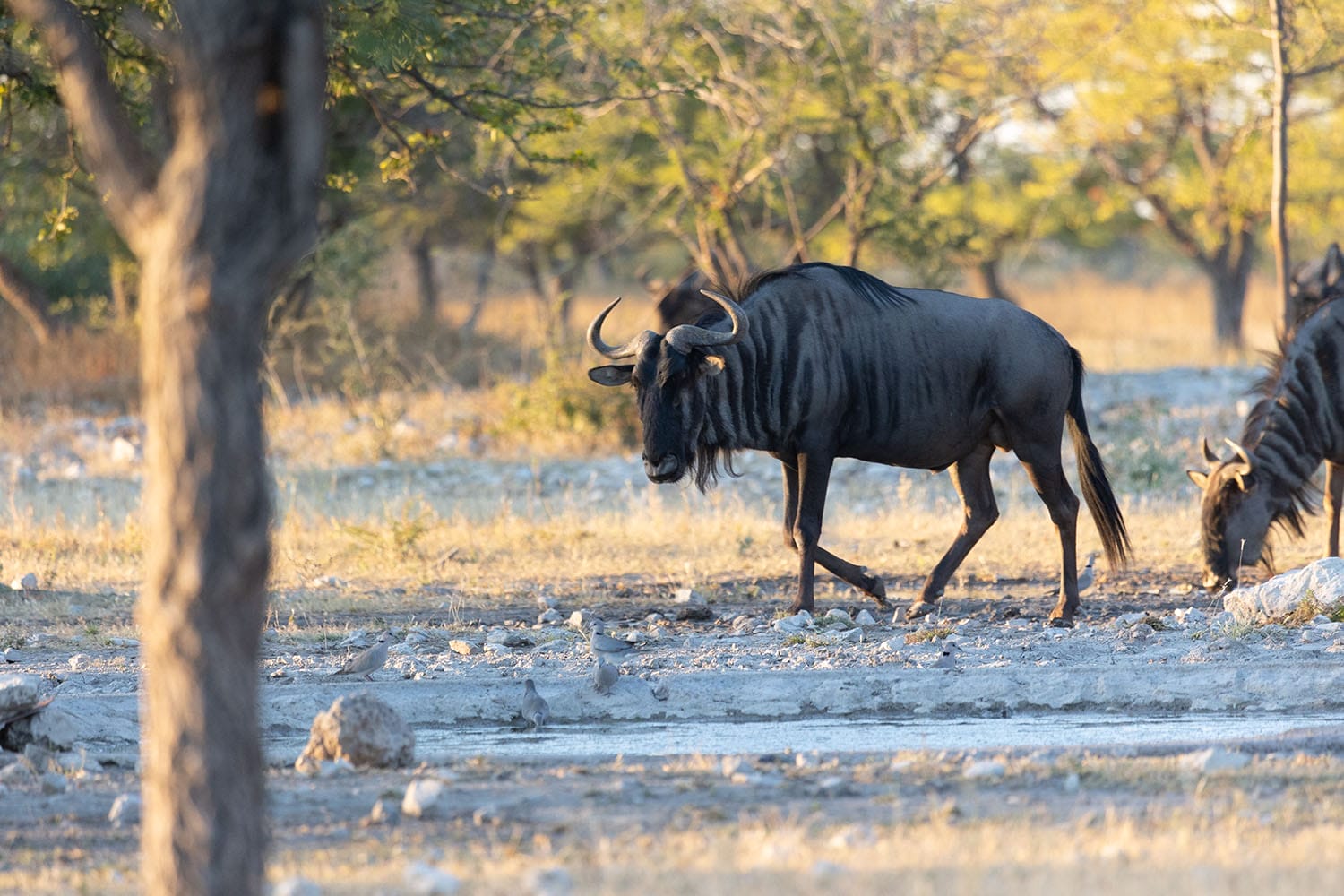 etosha 7