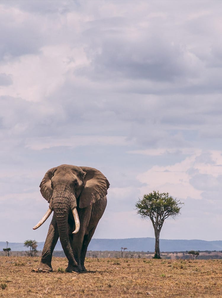 gamewatchers adventure camping safari - feature | Gamewatchers Safaris Elephant