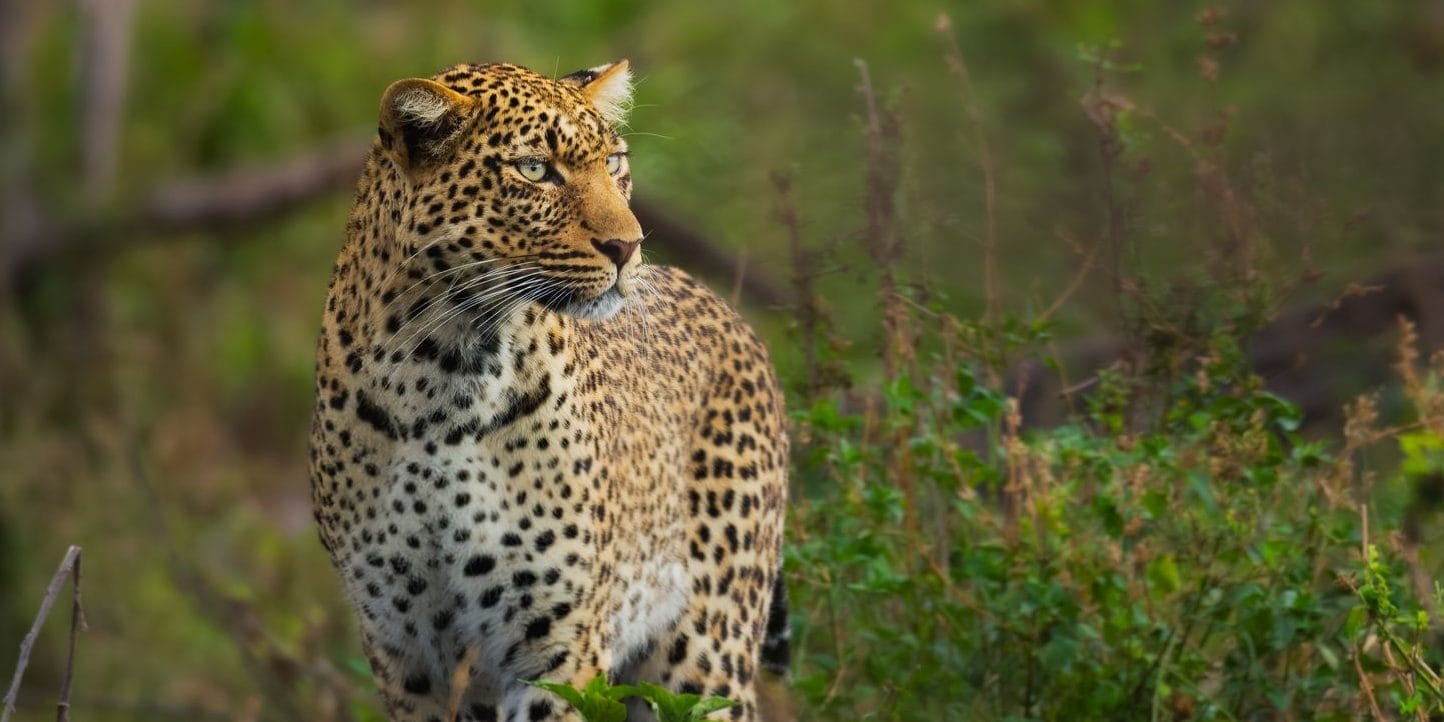 heATYkJe | Gamewatchers Safaris Cheetah