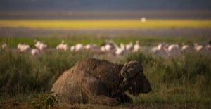 Buffalo
