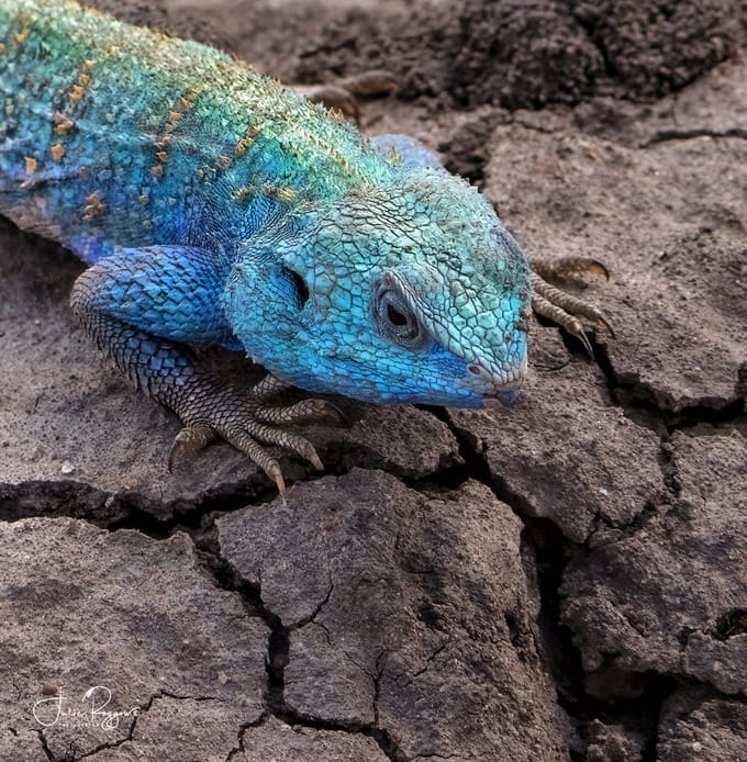 julie-r-agama-lizard-masai-mara | Gamewatchers Safaris lizard