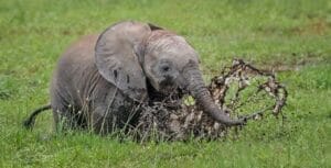 elephant