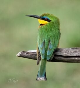 bird