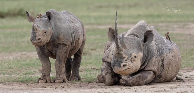 White rhino