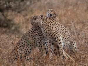 Cheetahs at Porini Rhino Camp - photo credit Julie Roggow