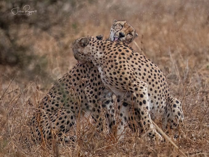 julie-r-cheetahs-prc | Gamewatchers Safaris Cheetah