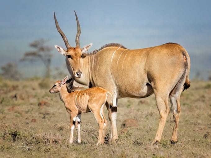 julie-r-eland-and-calf-plc | Gamewatchers Safaris Calf