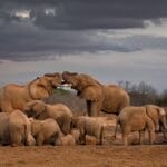 Herd of Elephants - Photo credit Julie Roggow | Gamewatchers Safaris Herd of Elephants - Photo credit Julie Roggow