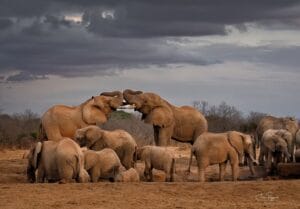 Herd of Elephants - Photo credit Julie Roggow