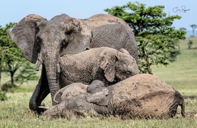 julie-r-eles-plc | Gamewatchers Safaris elephant