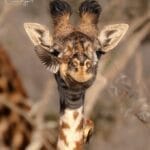 Giraffe in Ol Pejeta - photo credit Julie Roggow