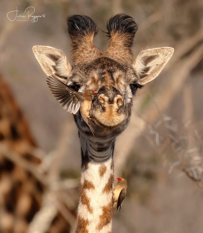 giraffe