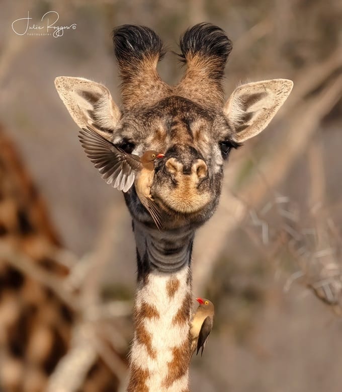 julie-r-giraffe-oxpeckers-prc | Gamewatchers Safaris giraffe